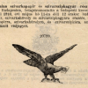 1910.05.11. Papír és hüvely