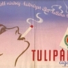 Tulipán cigaretta 2.