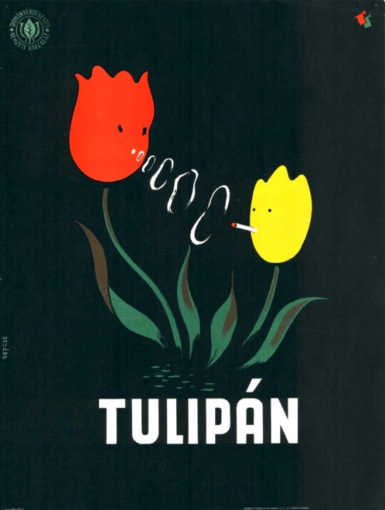 Tulipán cigaretta 1. Tulipán cigaretta 1.