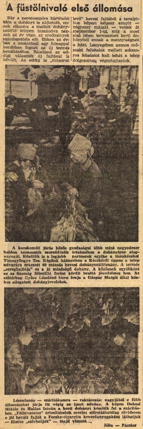 1966.09.29. A dohány útja
