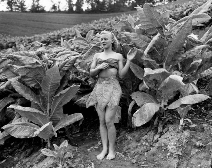 Dohánypalánták között