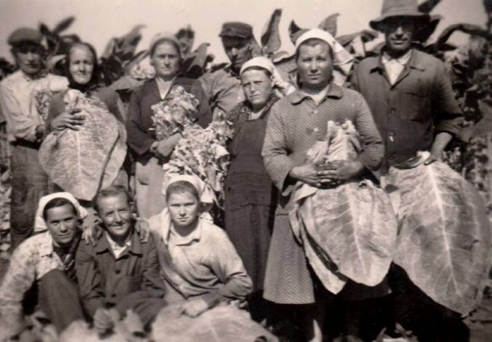 Dohánykertészek