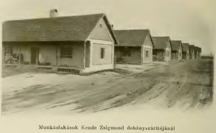 Dohánykertészet