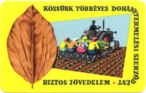 Dohánytermelési szerződés - 1964.